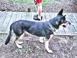 Millie image 3