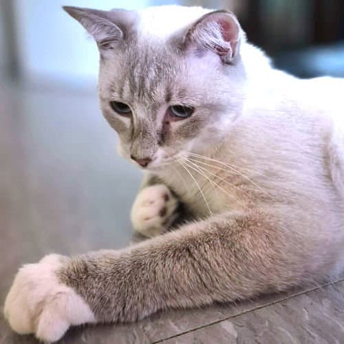 Sammy - Siamese