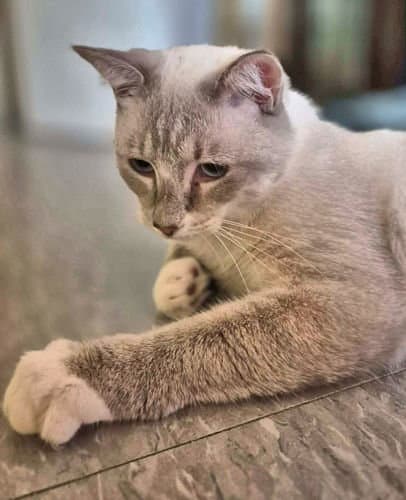 Sammy - Siamese
