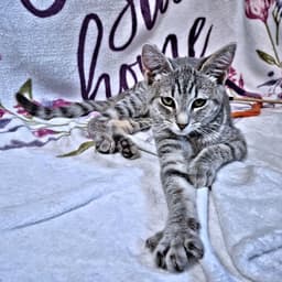 Sylvie image 1