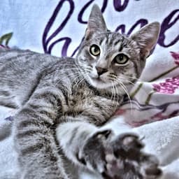 Sylvie image 2