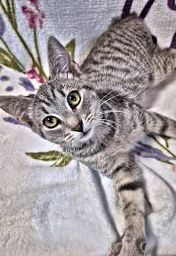 Sylvie image 3