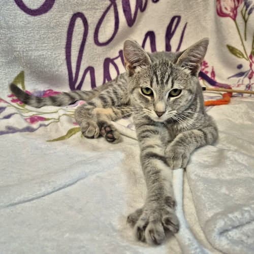 Sylvie - Tabby