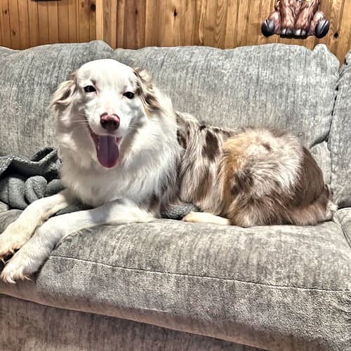 Sawyer - Australian Shepherd