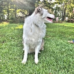 Sawyer image 4
