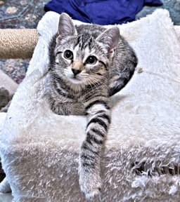 Sadie image 2
