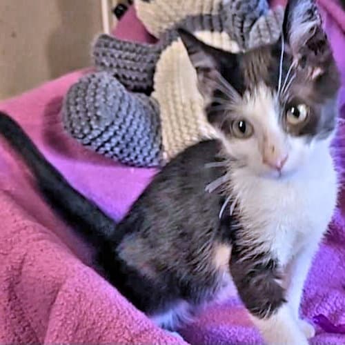 Jacob - Domestic Short Hair