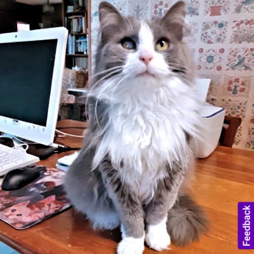 Freida - Domestic Long Hair