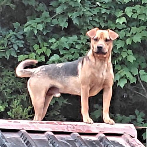 Little Man - Black Mouth Cur