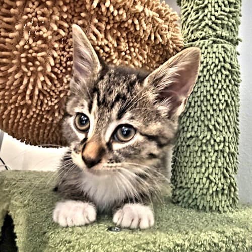 Lilly - Tabby