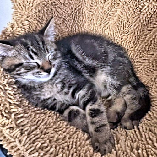 Rex - Tabby
