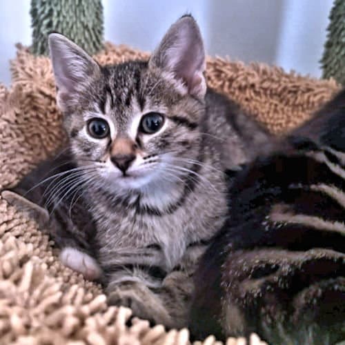 Stella - Tabby