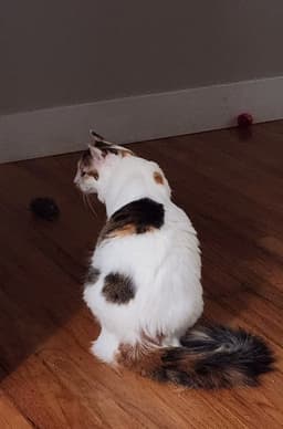 Lola image 4