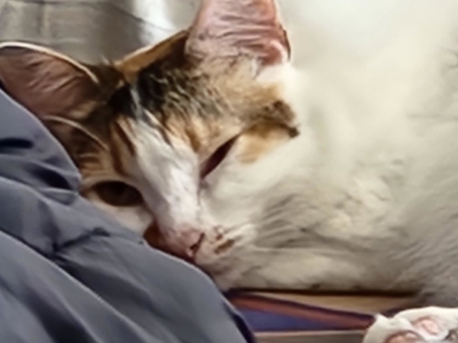 Lola - Domestic Long Hair