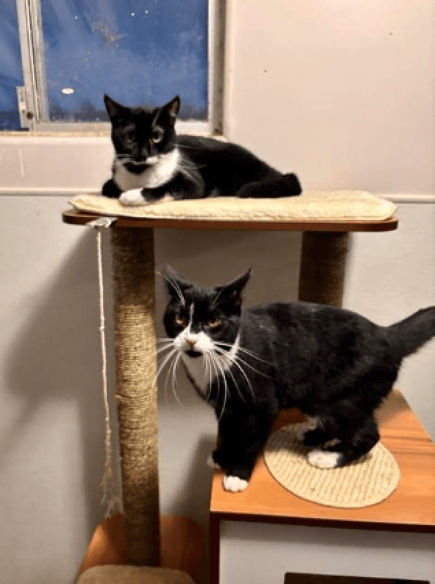 Shirley - Domestic Short Hair