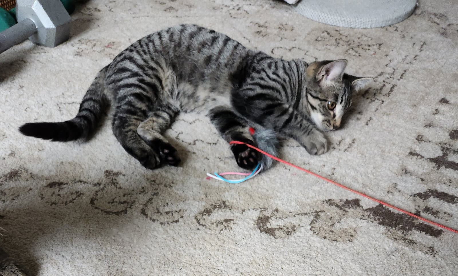 Vera - Domestic Medium Hair