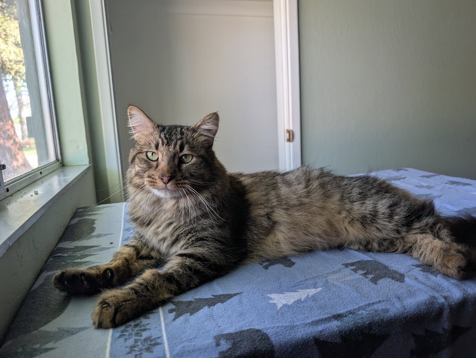 Hitchcock - Domestic Long Hair