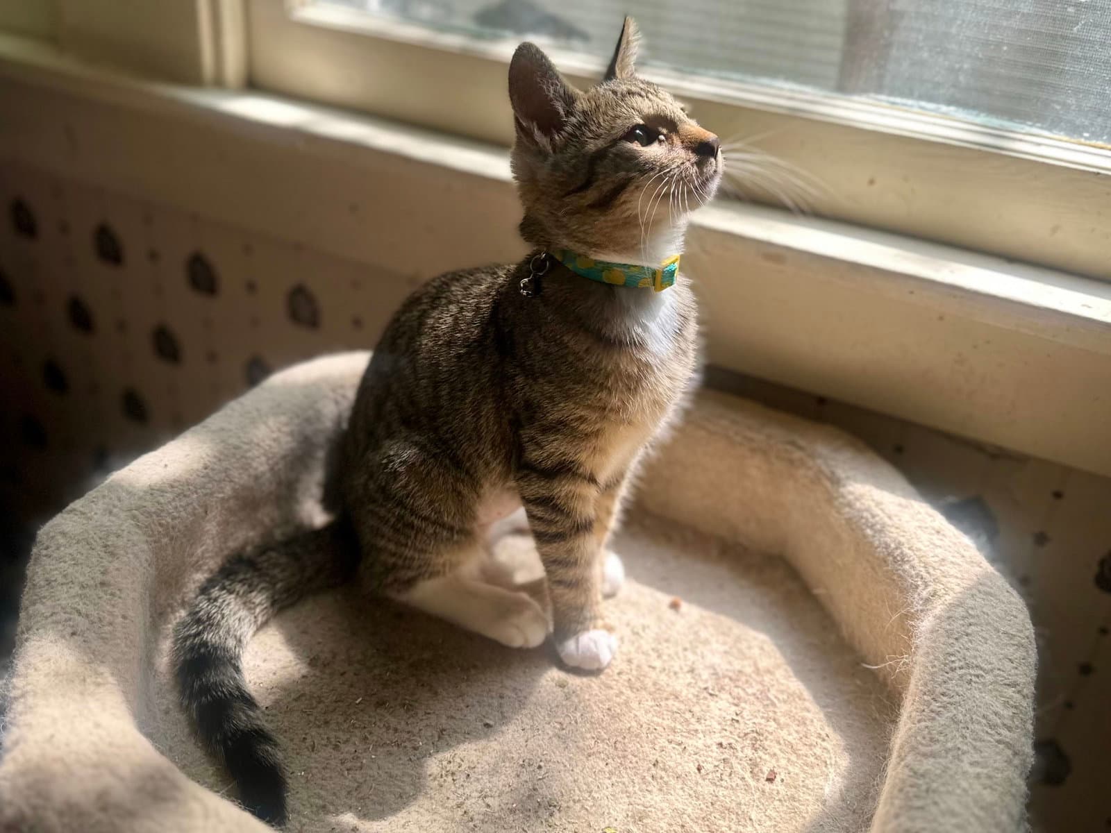 Dulcie Mae - Tabby