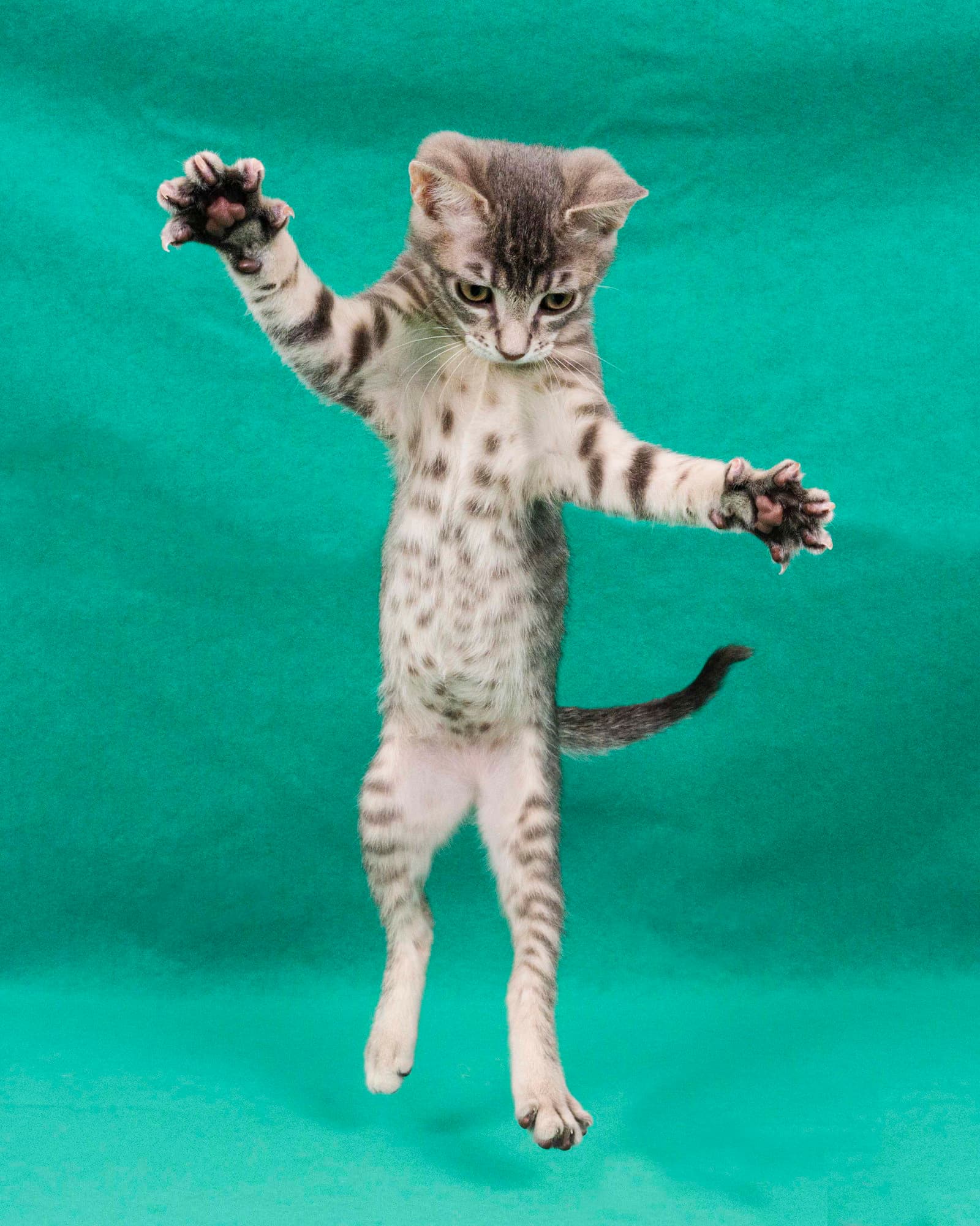 Seneca - Domestic Short Hair