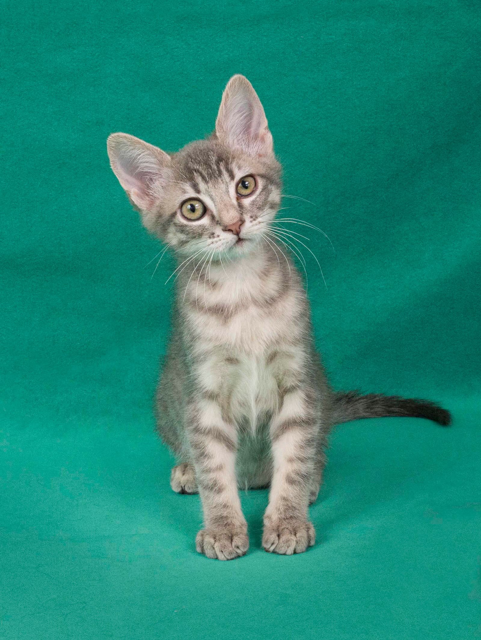 Keuka - Domestic Short Hair