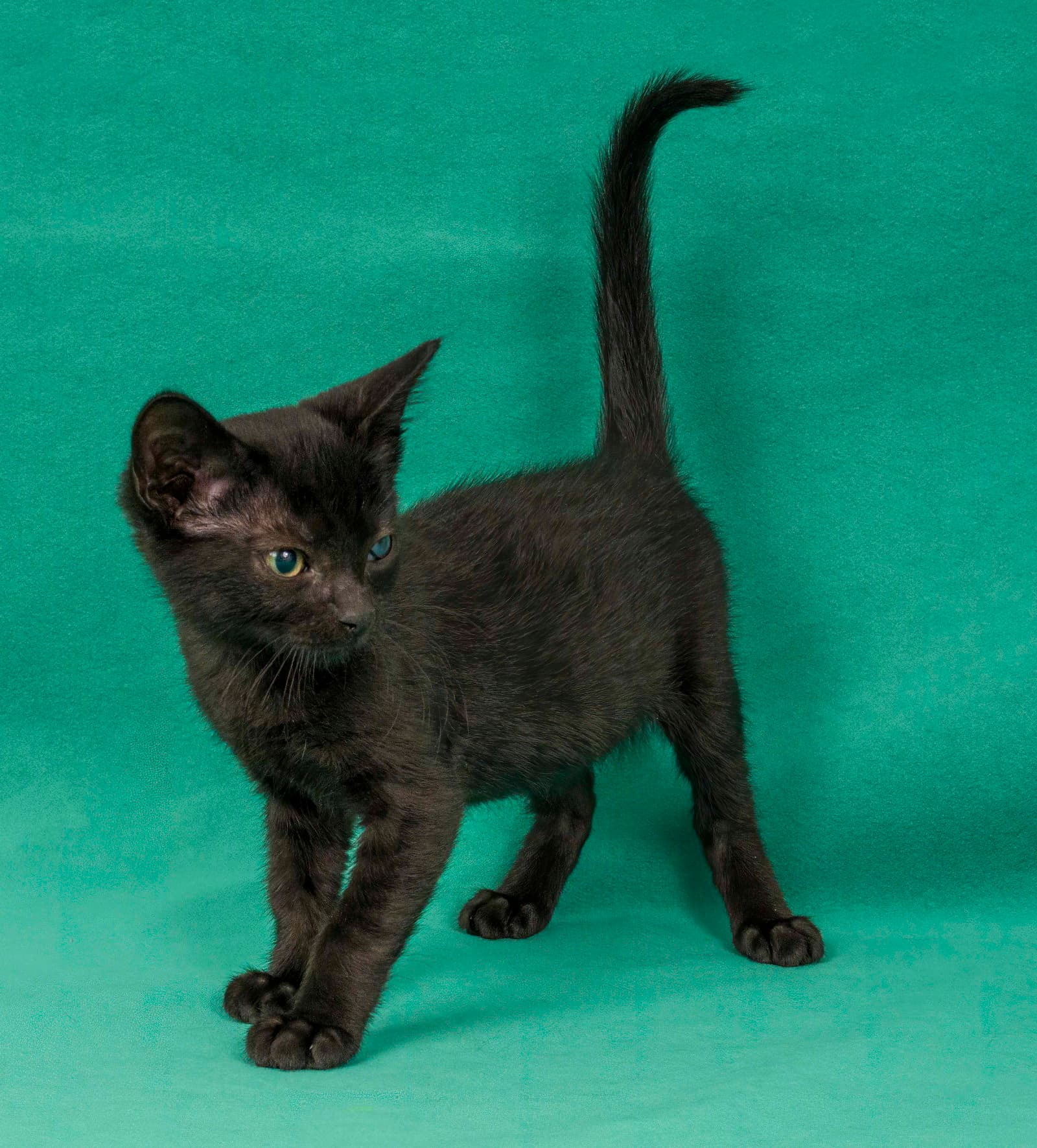 Goldfinch - Domestic Short Hair