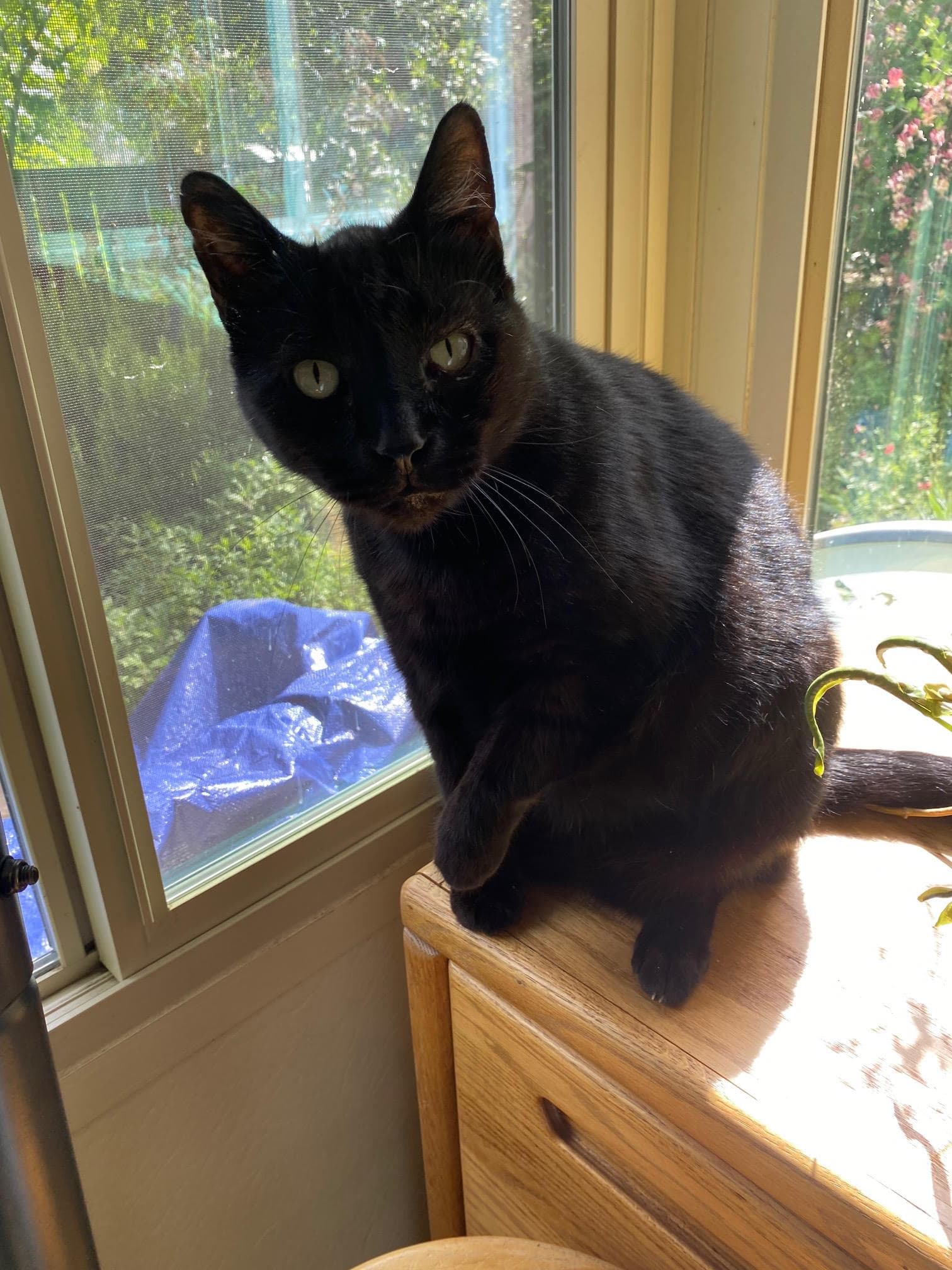 Luke - Domestic Short Hair
