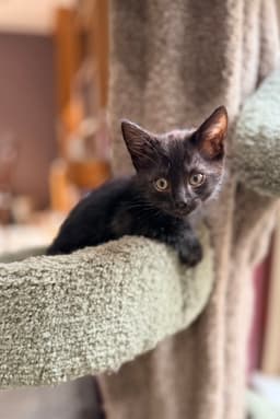 Loki image 1