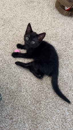 Loki image 3