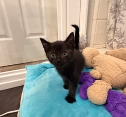 Loki image 4