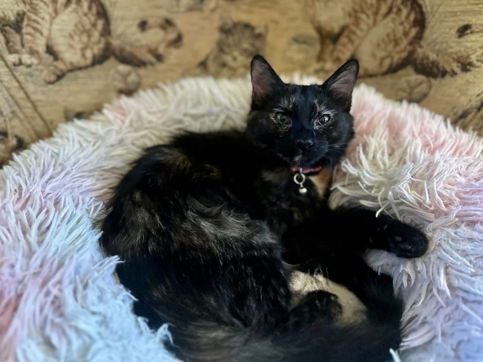 Nadine - Domestic Short Hair