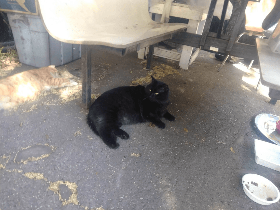 Blackjack Courtesy - Domestic Medium Hair