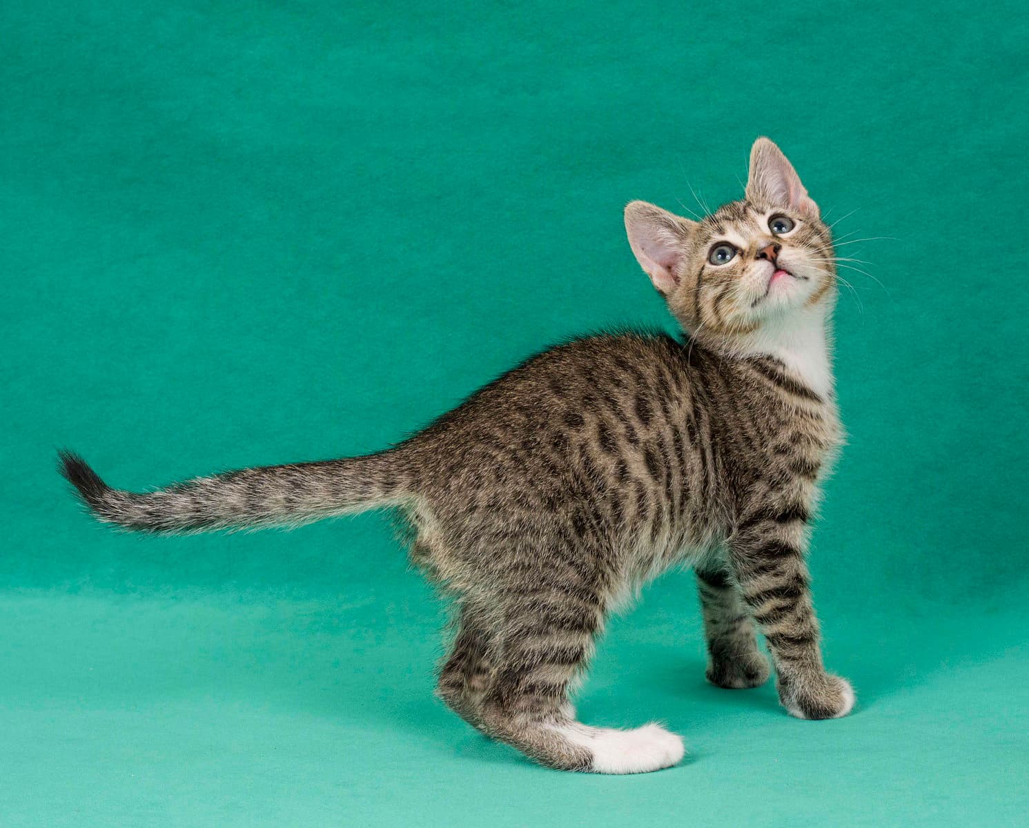 Promise - Domestic Short Hair