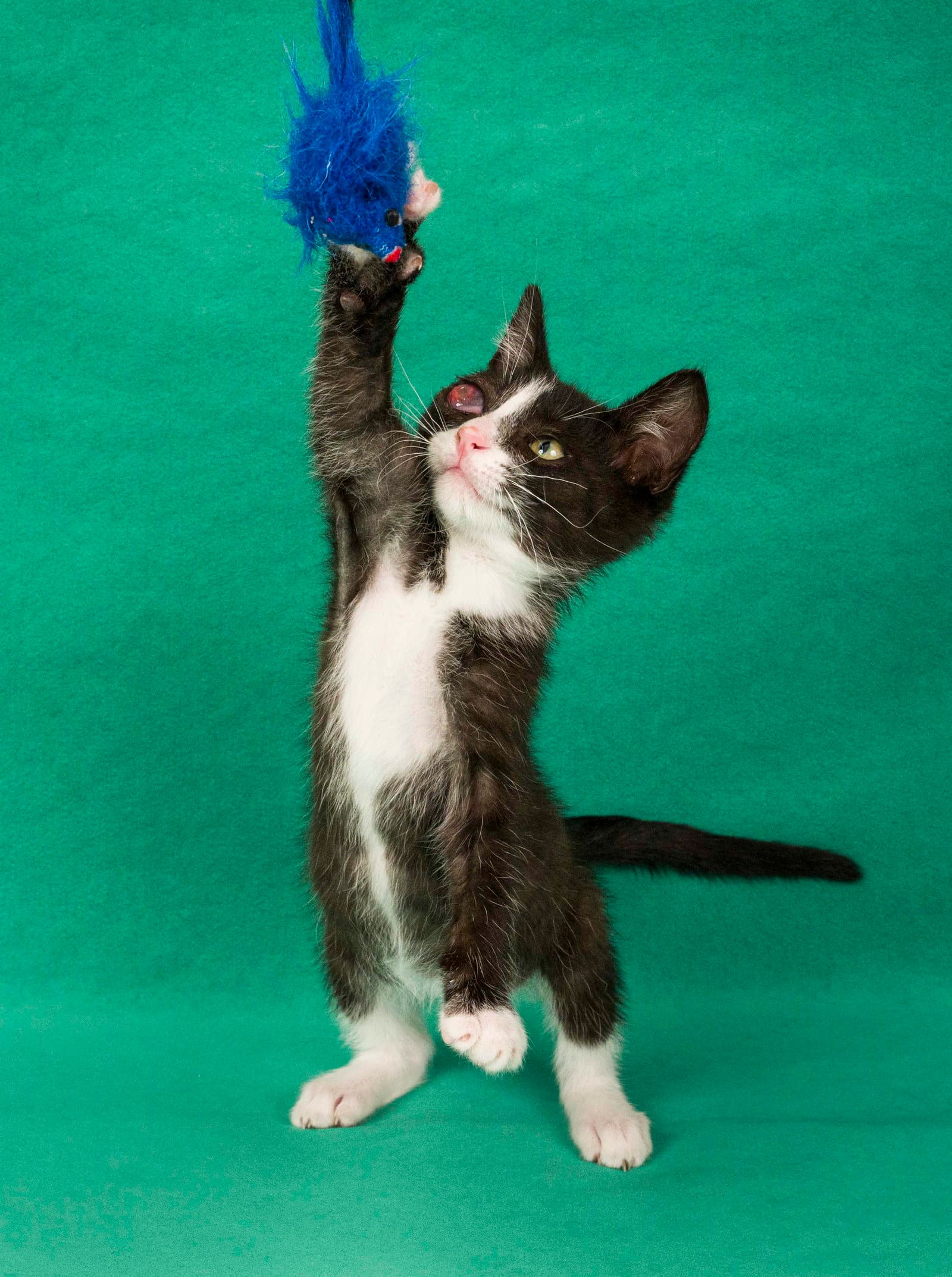 Dean  Garret - Domestic Short Hair