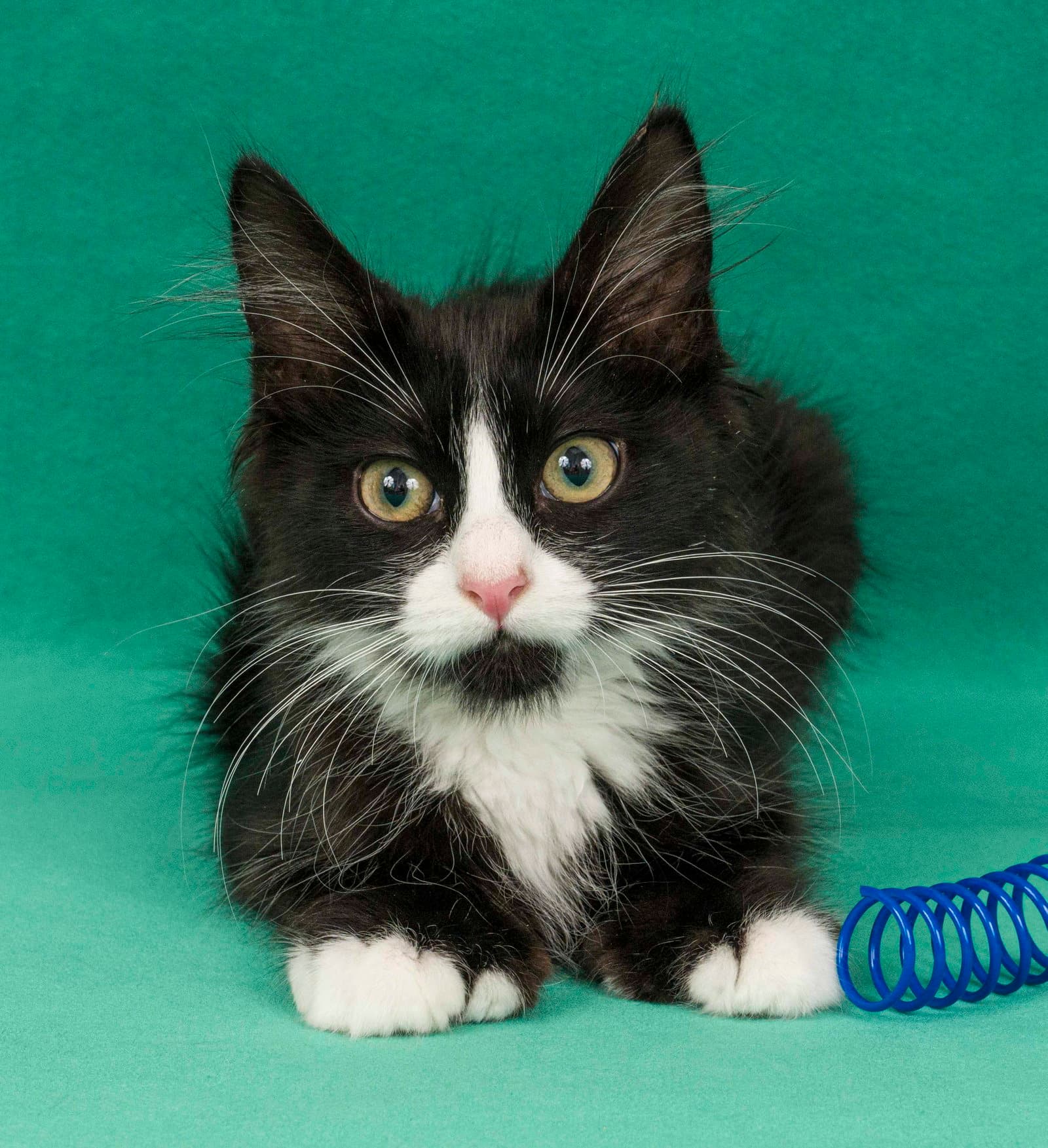 Toes - Domestic Medium Hair