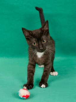 Tippity image 1
