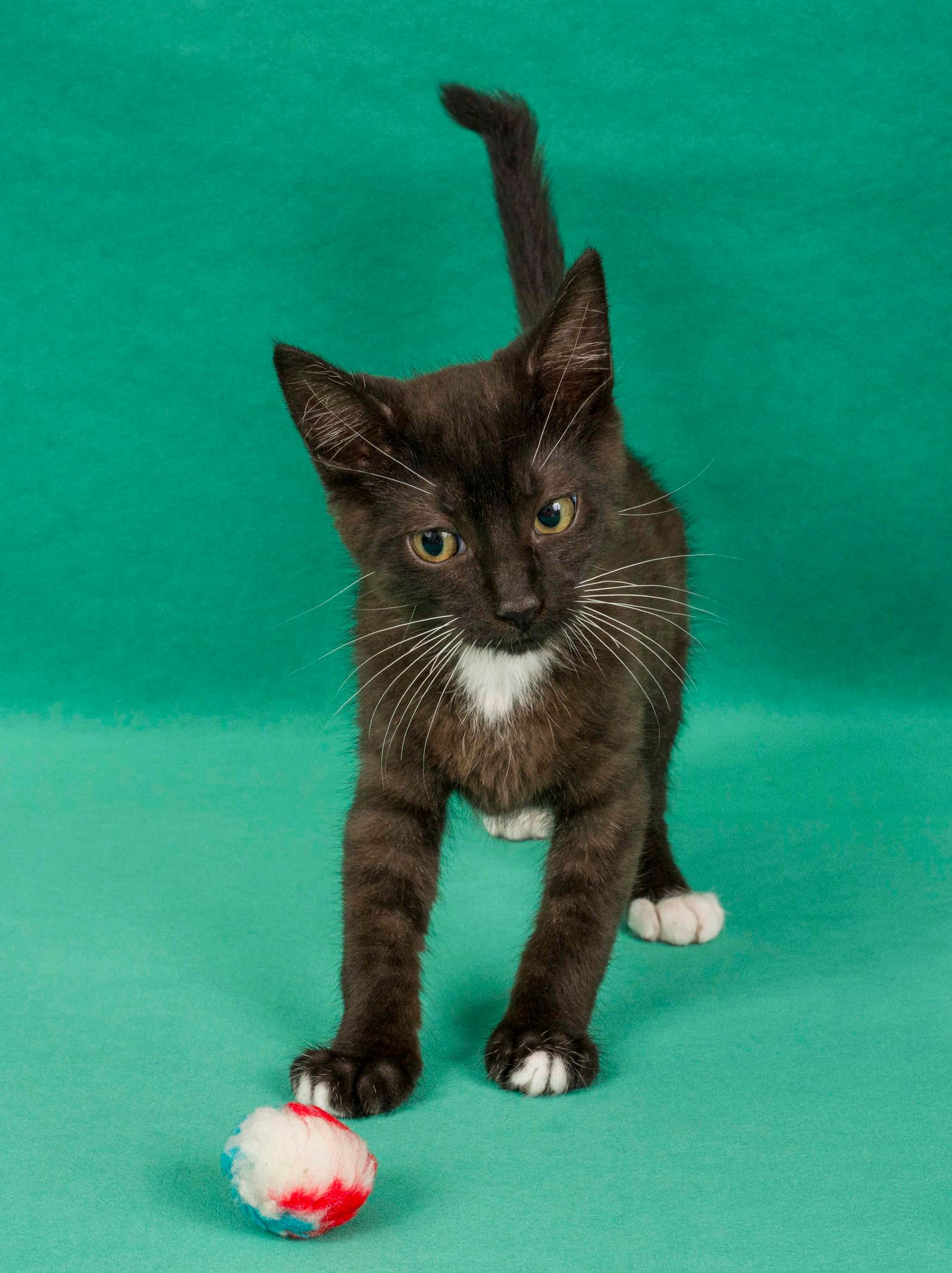 Tippity - Domestic Medium Hair