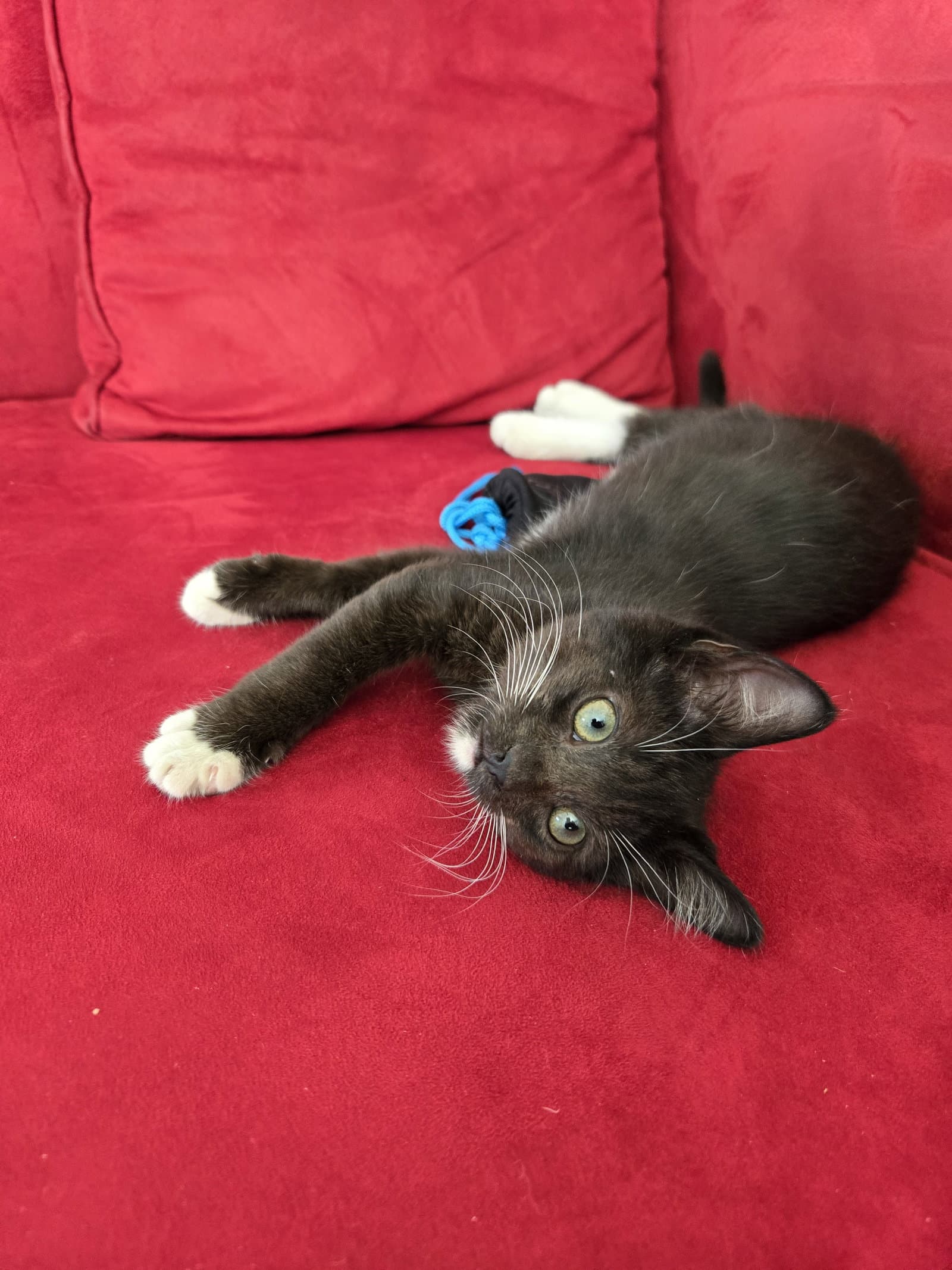 Nyx - Domestic Short Hair