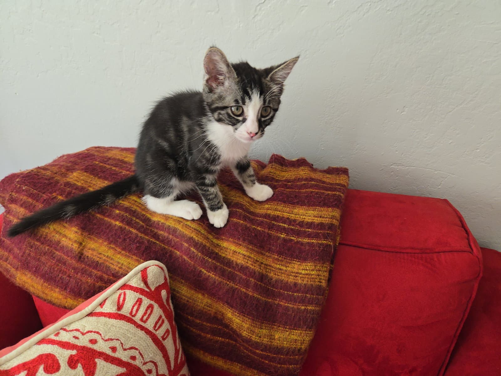 Fiona - Domestic Short Hair