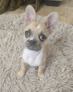 Pebbles image 1