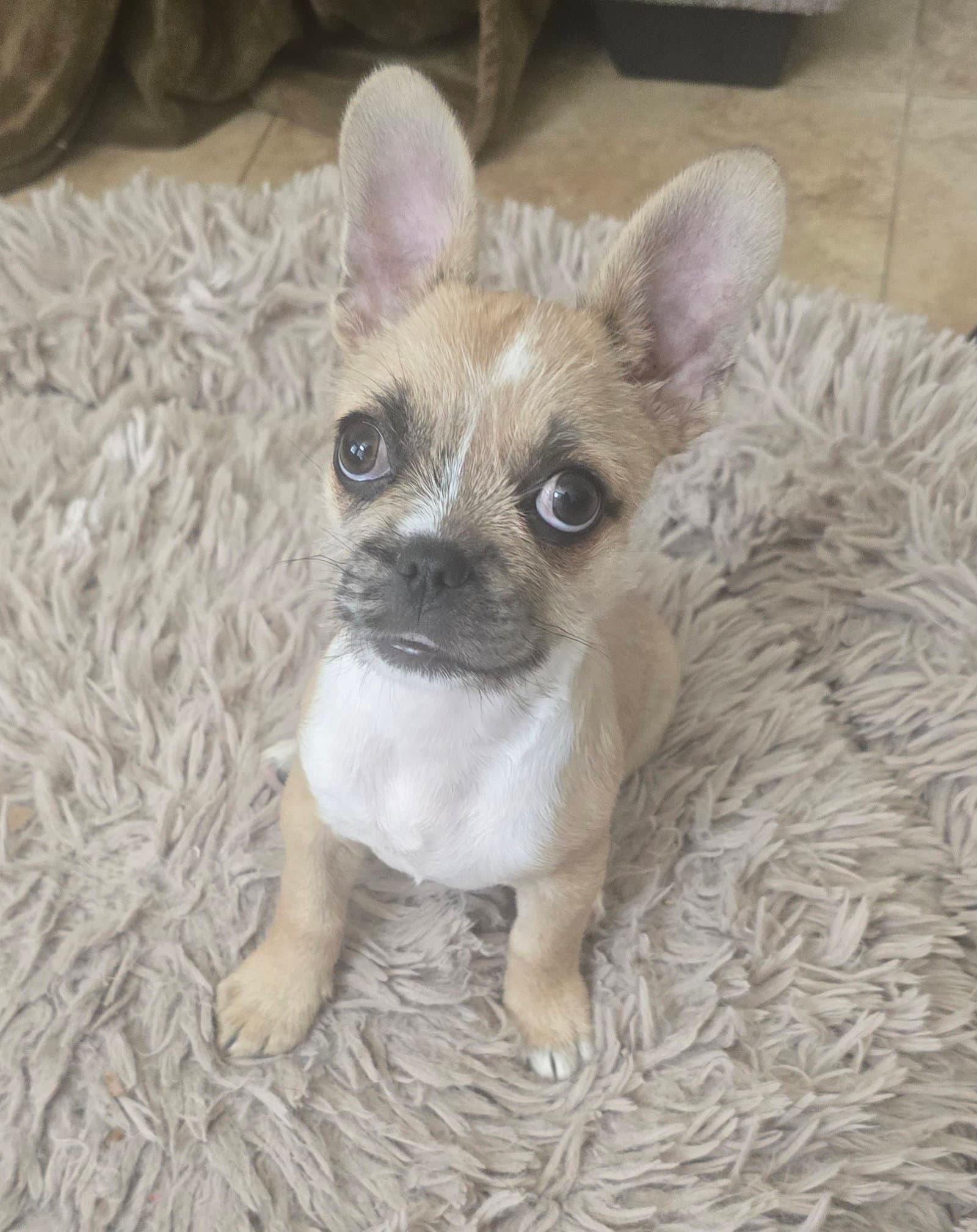 Pebbles - French Bulldog