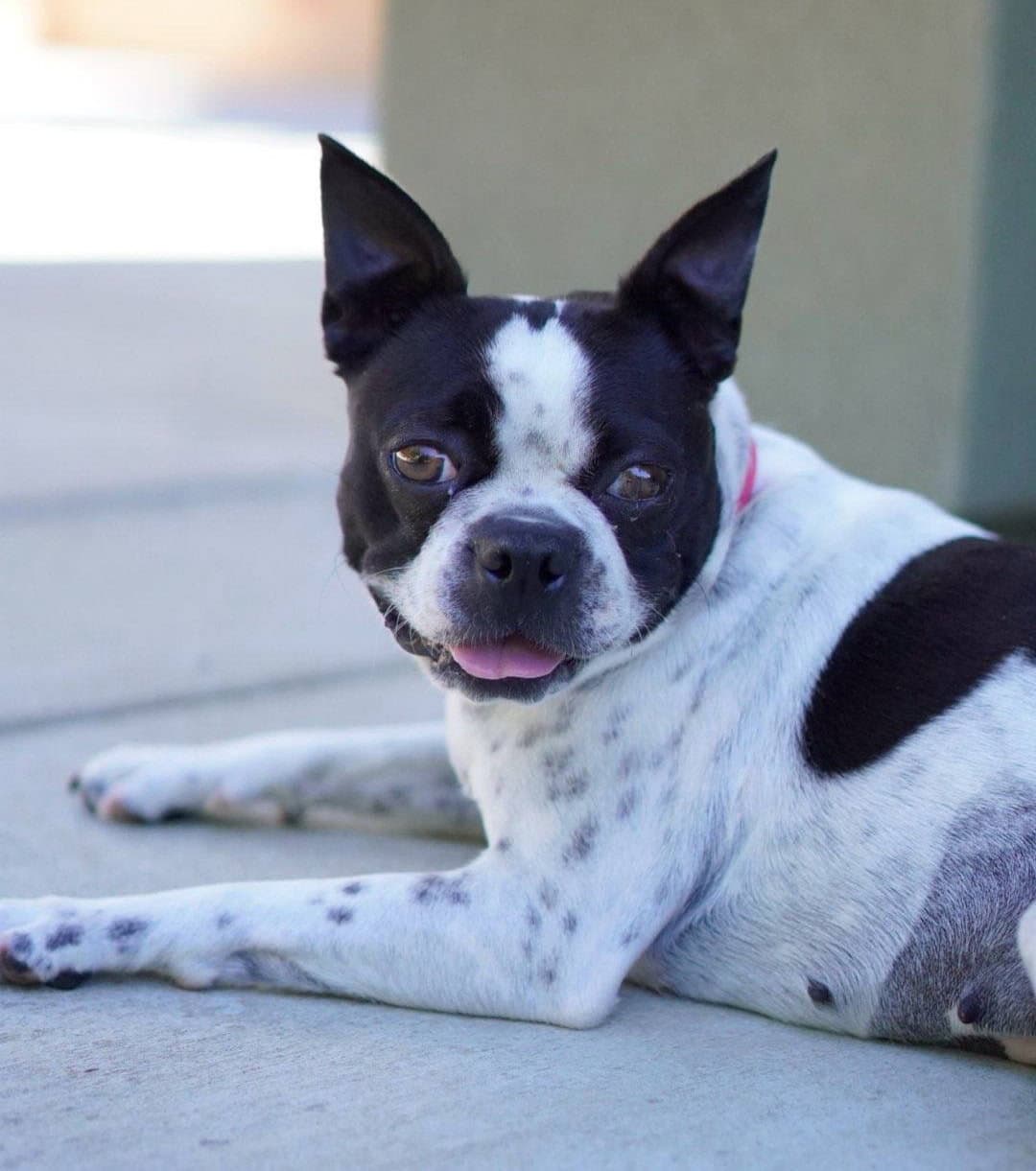 Daisy - Boston Terrier