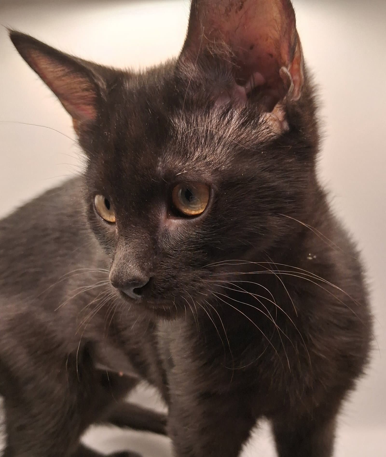 Star - Domestic Short Hair