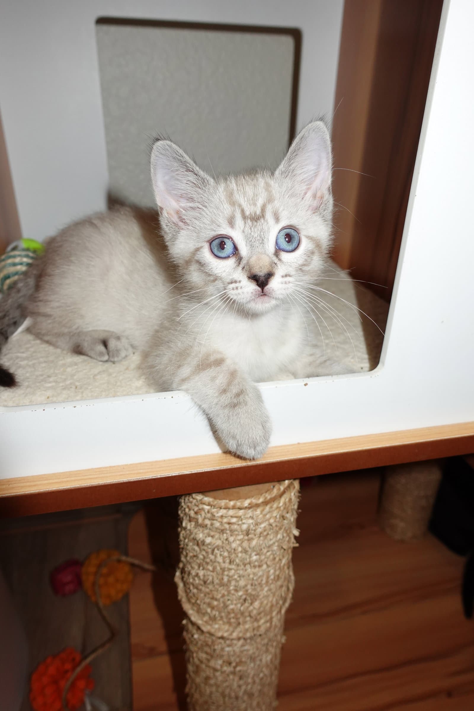 Cupid - Domestic Short Hair