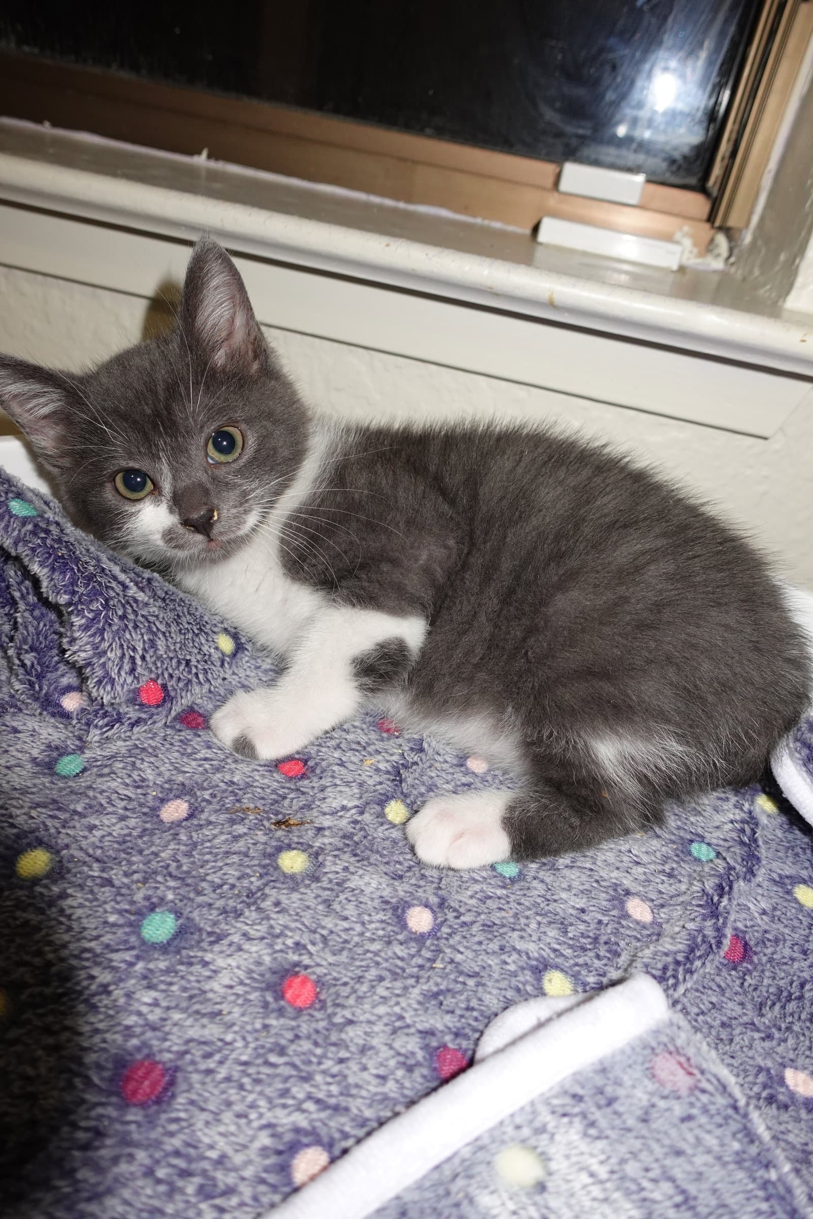 Comet - Domestic Short Hair