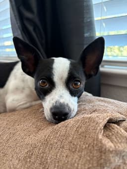 Audrey image 1
