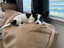 Audrey image 2