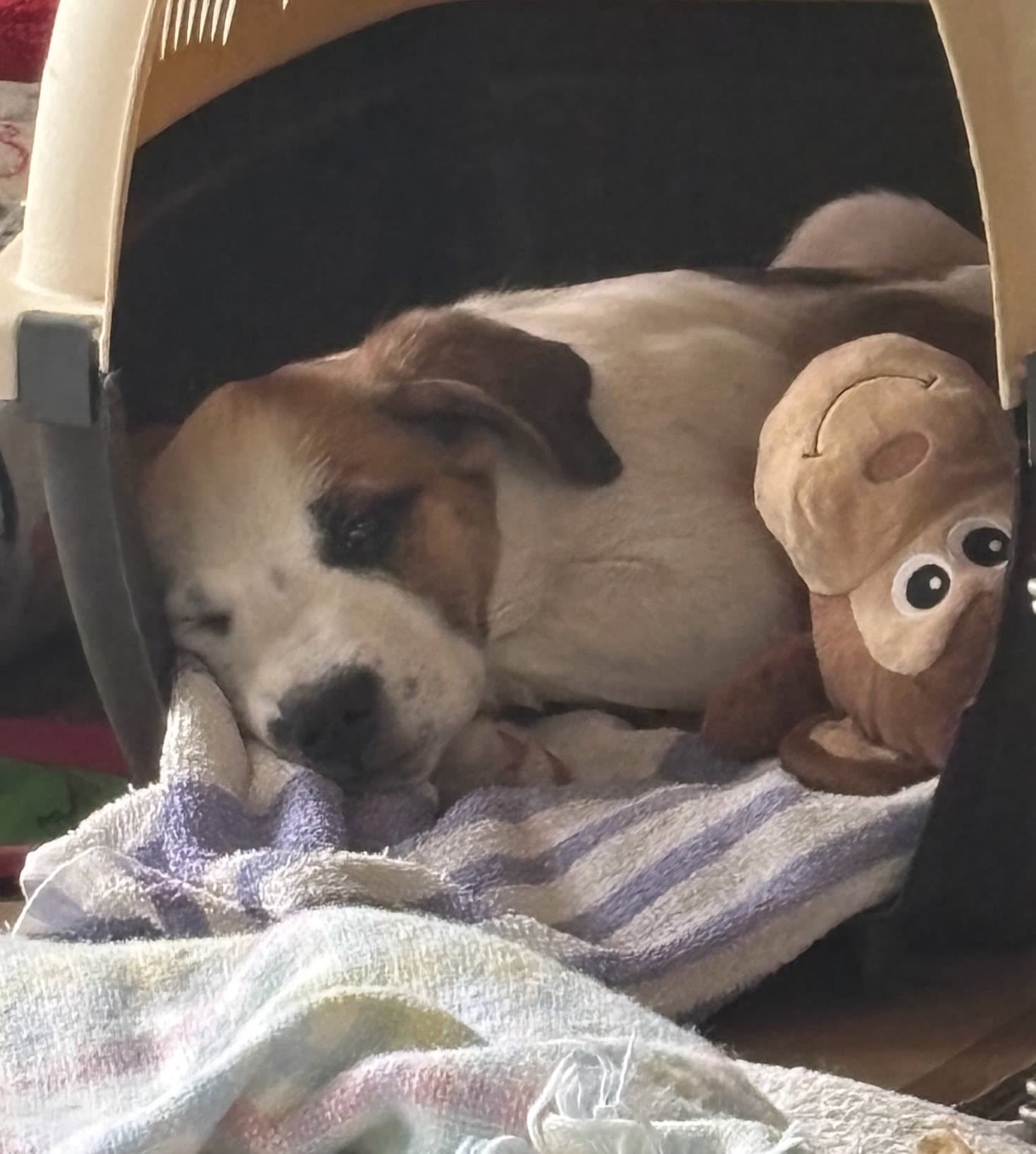 Madeline - American Pit Bull Terrier