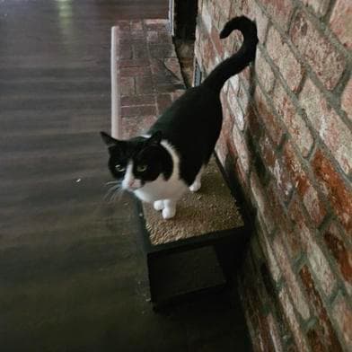 Cosmo - Domestic Short Hair