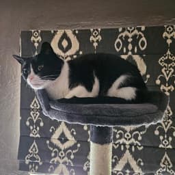 Oreo image 1