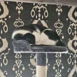 Oreo image 4
